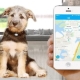 Trackere GPS pentru câini: de ce aveți nevoie și cum să le alegeți?