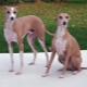 Greyhound: description and content of the breed
