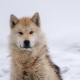 Grönland köpekleri: cins özellikleri ve içeriği
