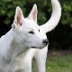 Canaan dog: breed description and tips for keeping
