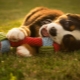 Suņu rotaļlietas: veidi un izvēles