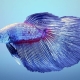 Gaiļu zivju nosaukumi: atlase pēc dzimuma un krāsas