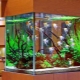 Kunstplanten voor aquarium: gebruik, voor- en nadelen