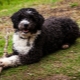 Anjing Air Sepanyol: penerangan, sifat dan kandungan baka
