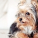 Yorkshire Terrier: standard baka, watak, jenis dan kandungan