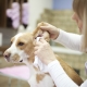 Bagaimana untuk membersihkan telinga anjing anda di rumah?