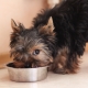 Wie und was füttert man Yorkshire-Terrier?