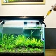 Como e de que você pode fazer fertilizantes para plantas de aquário com suas próprias mãos?