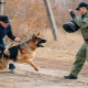 Làm thế nào để huấn luyện một con chó để chỉ huy Fas?