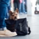 Wie transportiert man Hunde im Zug?
