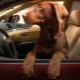 Jak přepravovat psa v autě?