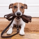 How to teach your dog to leash?