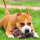Bagaimana untuk membesarkan dan melatih Staffordshire Terrier?
