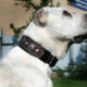 Kā izvēlēties kaklasiksnu lielu šķirņu suņiem?
