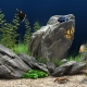 Aquarium stones: types, selection and application