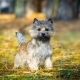 Cairn Terrier: vlastnosti plemene, obsah a volba přezdívky