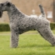Kerry Blue Terrier: description de la race, coupes de cheveux et contenu