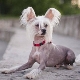 Китайско чубато куче: описание и тънкости на съдържанието