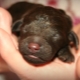 When do puppies open their eyes and what does it depend on?