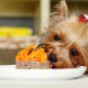 Thức ăn cho chó sục Yorkshire: loại, lựa chọn và định mức dinh dưỡng