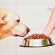 Holistisk klassefoder til hunde: sammensætningsegenskaber, typer og udvælgelseskriterier