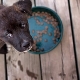 Ganzheitliches Futter für Hunde kleiner Rassen: Arten und Auswahlkriterien
