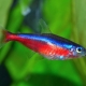 Neon đỏ: mô tả về cá, bảo dưỡng và sinh sản