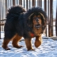 Baka anjing besar: ciri biasa, penilaian, pilihan dan penjagaan