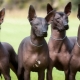 Xoloitzcuintle: breed types, how to keep it?