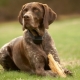 Kurzhaar: beskrivelse af udseende og karakter af hunde, deres indhold