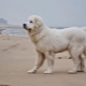 Kuvasz: περιγραφή της ράτσας του σκύλου, ιδιοσυγκρασία, φροντίδα