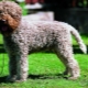 Lagotto Romagnolo: features of the breed and conditions for its maintenance