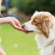 Snacks voor honden: soorten, beste producenten en kenmerken naar keuze
