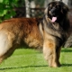 Léonberg: caractéristiques de la race et règles de garde des chiens
