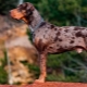 Catahula leopard hund: beskrivelse, fordele og ulemper, temperament, regler for pleje