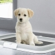 Dog trays: what are there, how to choose and care?