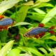 Galassia di micro-collezione: allevamento e allevamento di pesci d'acquario