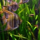 Vreedzame aquariumvissen: beschrijving en selectie