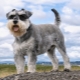 Mittelschnauzer: description of the breed and the nuances of the content