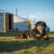 Mongoļu aitu suns: šķirnes apraksts, raksturs un saturs