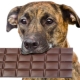 Can dogs be given sweets and why do they like sweets?