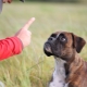 Bolehkah anjing dihukum dan bagaimana untuk melakukannya dengan betul?
