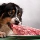 Daging untuk anjing