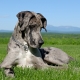 Dán dog: a fajta jellemzői és a kutyák gondozása