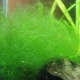 Filament u akvariju: uzroci algi i kako se boriti