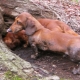 Gravende honden: beschrijving van rassen, kenmerken van onderhoud en opvoeding