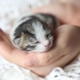 Novorođeni mačići: pravila razvoja i skrbi