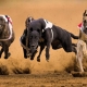 Descripción general de los perros más rápidos del mundo