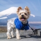 Clothes for dogs: varieties and features of choice