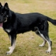 Các giống chó an ninh: chủng loại, lựa chọn và huấn luyện